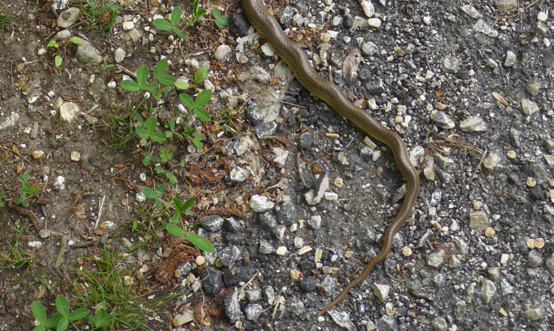 Zamenis longissimum - Colubridae